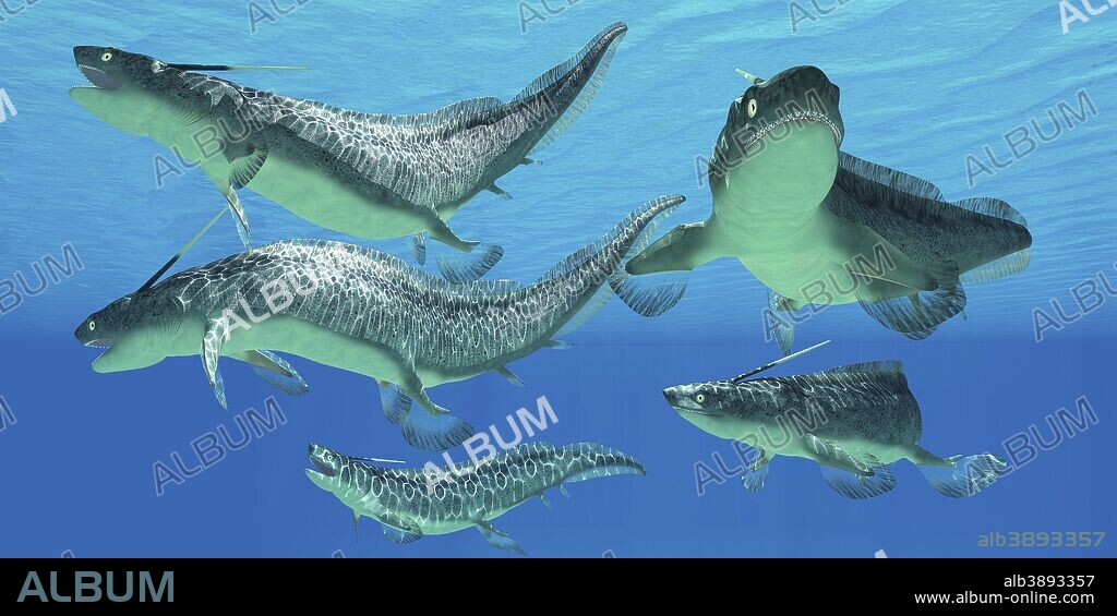 A group of Xenacanthus prehistoric sharks from the Devonian and Triassic periods of Earth's history.