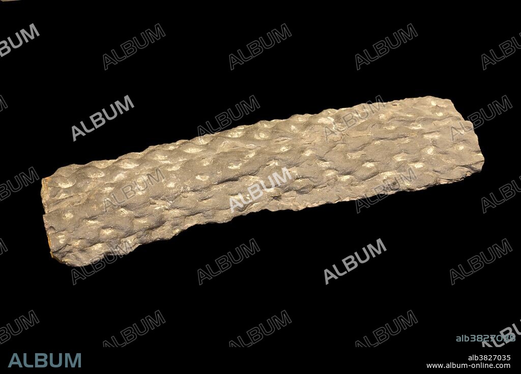 Fossil Lycopod root (Stigmaria) from the Late Carboniferous, about 309 m.y.a., Morgan County, Tennessee, USA. The term "stigmaria" is a form taxon, identifying the shape of the fossil, but not the species. Specimen at Museum of the Earth, Ithaca, New York.