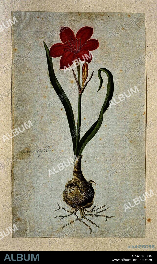 Cyrtanthus elatus (Jacq.) Traub (Flowering valotta; Fire lily; George lily). Draughtsman: Robert Jacob Gordon. Dating: Oct-1777 - Mar-1786. Measurements: h 660 mm × w 480 mm; h 413 mm × w 244 mm.