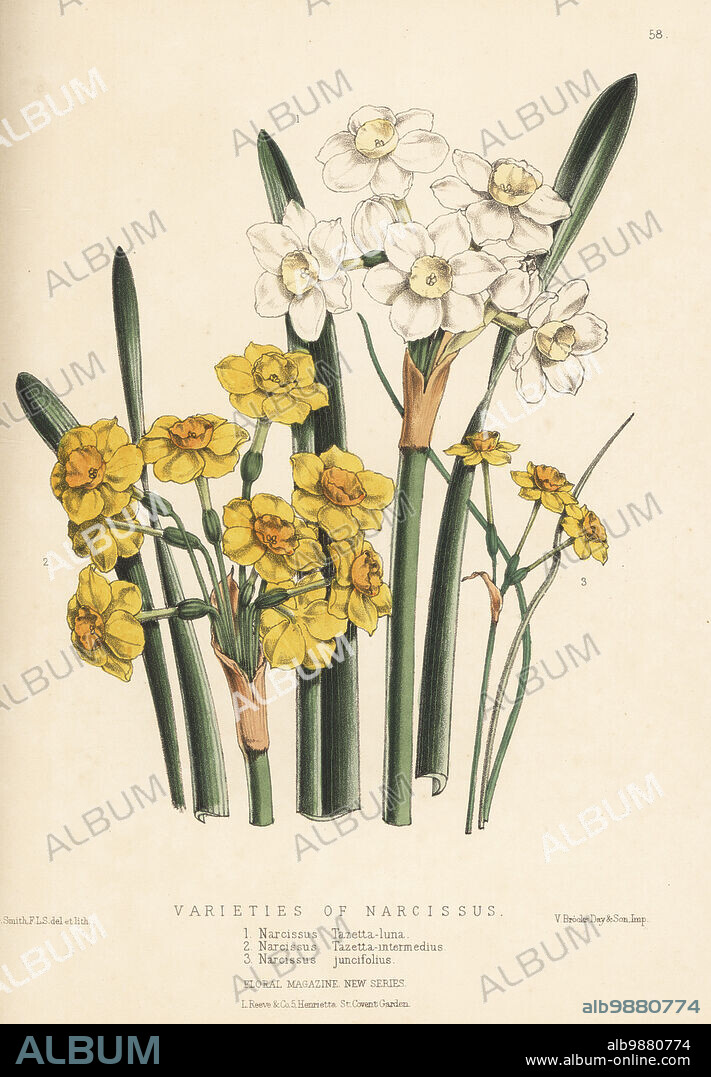 Varieties of daffodils, Narcissus species, raised by Barr and Sugden nursery. Paperwhite varieties, Narcissus tazetta-luna, Narcissus tazetta-intermedius, and jonquil or rush daffodil, Narcissus jonquilla (as Narcissus juncifolius). Handcolored botanical illustration drawn and lithographed by Worthington George Smith from Henry Honywood Dombrain's Floral Magazine, New Series, Volume 2, L. Reeve, London, 1873. Lithograph printed by Vincent Brooks, Day & Son.