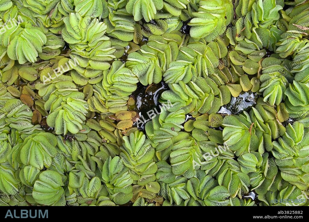 Giant salvinia, Salvinia molesta. A serious exotic, invasive pest species now widespread throughout the warmer regions of the US. It is a rootless, floating fern that can block sunlight and reduce dissolved oxygen levels. What appears as roots are really modified leaves.Listed as a Federal Noxious Weed under the Plant Protection Act, which makes it illegal in the U.S. to import or transport between States without a permit. Photo Caddo Lake, TX.