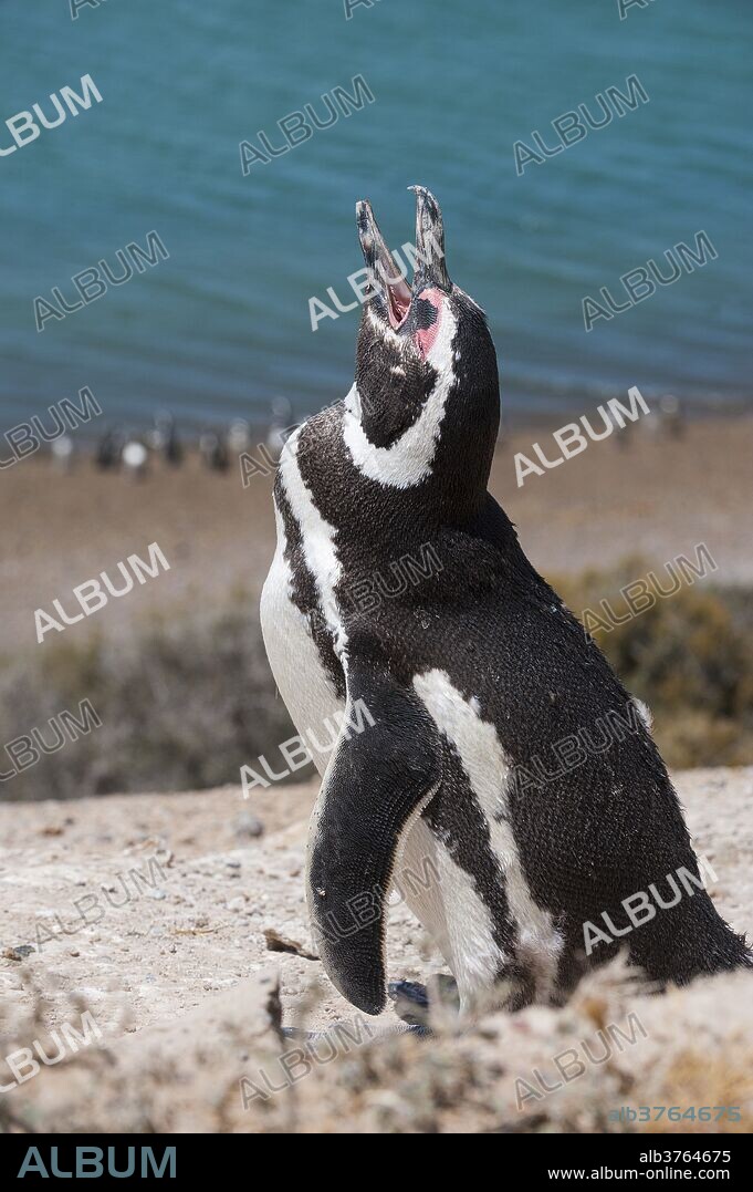 Magellanic penguin (Spheniscus magellanicus), Peninsula Valdez, UNESCO World Heritage Site, Argentina, South America.