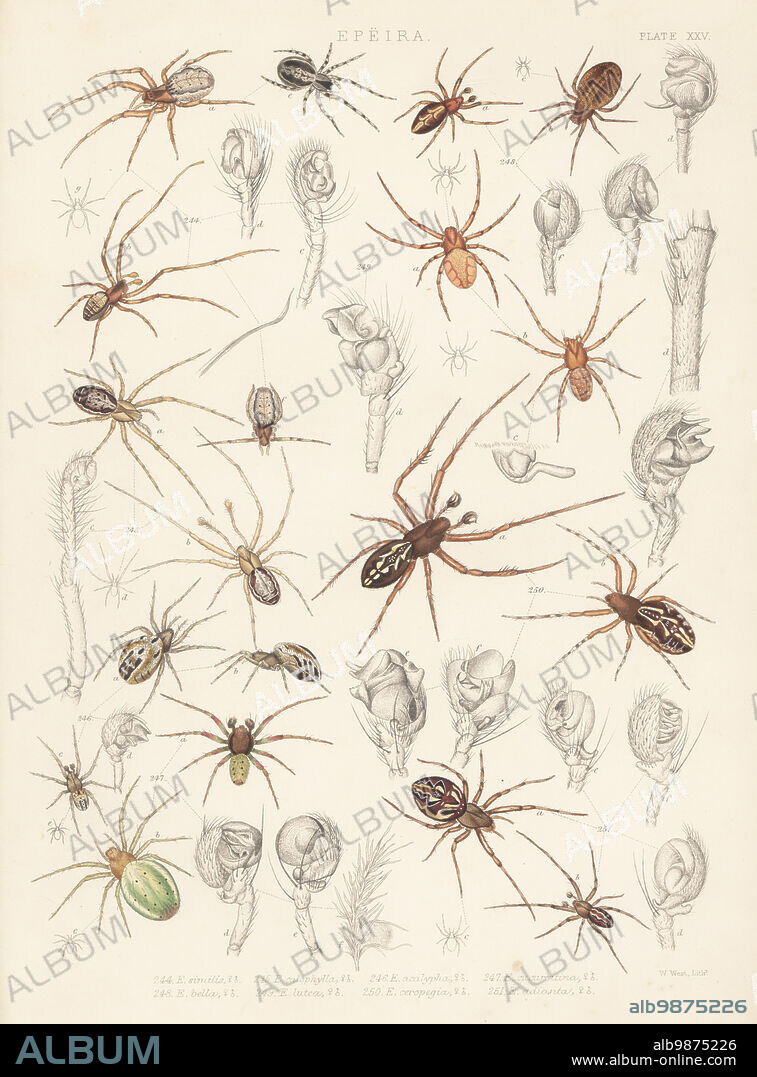 Missing sector orb weavers, Zygiella x-notata 244, Zygiella atrica 245, cricket-bat orbweaver, Mangora acalypha 246, cucumber green spider, Araniella cucurbitina 247, Cercidia prominens 248, strawberry spider, Araneus alsine 249, oak spider, Aculepeira ceropegia 250, and Neoscona adianta 251. Handcoloured lithograph by W. West from John Blackwalls A History of the Spiders of Great Britain and Ireland, Ray Society, London, 1861.