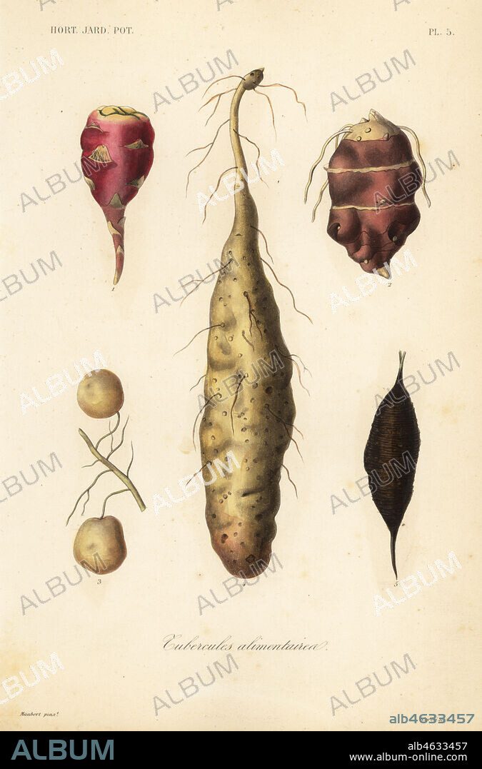 Edible tubers, Tubercules alimentaires. Purple woodsorrel, Oxalis purpurea, Jerusalem artichoke, Helianthus tuberosus, papalisa or olluco, Ullucus tuberosus, yamaimo or mountain yam, Dioscorea japonica, and prairie turnip, Psorealea esculenta. Handcoloured steel engraving by Corbie after a botanical illustration by Edouard Maubert from Pierre Oscar Reveil, A. Dupuis, Fr. Gerard and Francois Herincqs La Regne Vegetal: Horticulture: Jardin Potager et Jardin Fruitier, L. Guerin, Paris, 1864-1871.