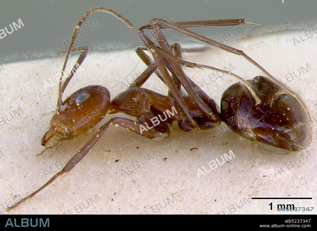 Worker, Killalpaninno, South Australia, Australia, Iridomyrmex bicknelli var. azureus Viehmeyer, 1914, Animalia, Arthropoda, Insecta, Hymenoptera, Formicidae, Dolichoderinae.