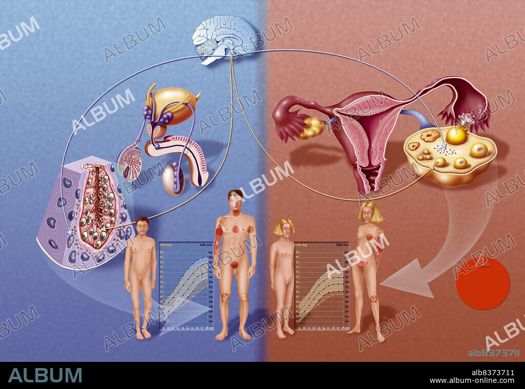 Puberty.. Illustration of the changes observable at puberty in both boys and girls (genitals, weight and height, secondary sex characteristics and other characteristics developped specifically due to the secretion of testosterone in boys and estrogen in girls.