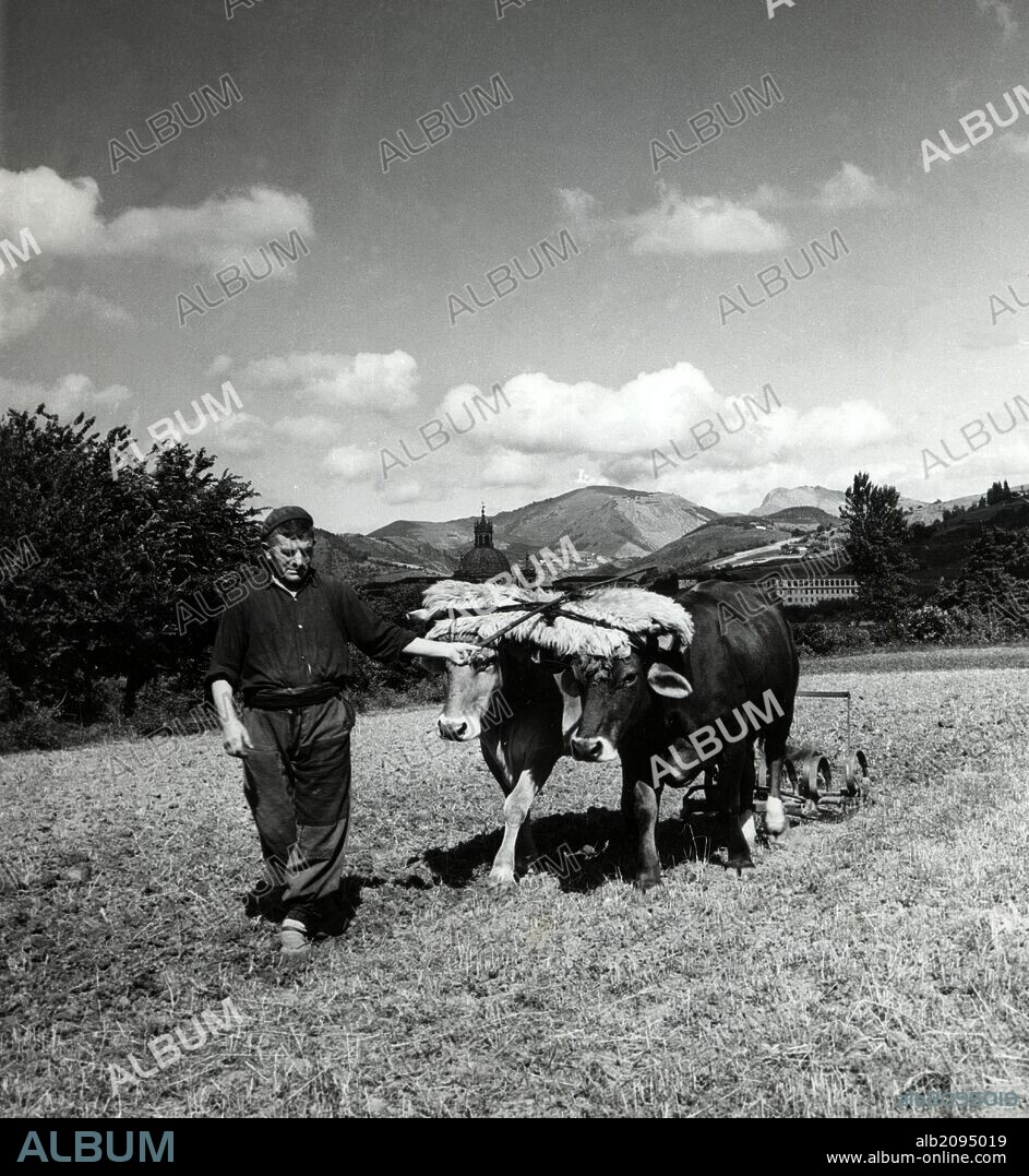 España. País Vasco. Yunta de bueyes arando en Loyola, Guipúzcoa. Fotografía, años 1950.