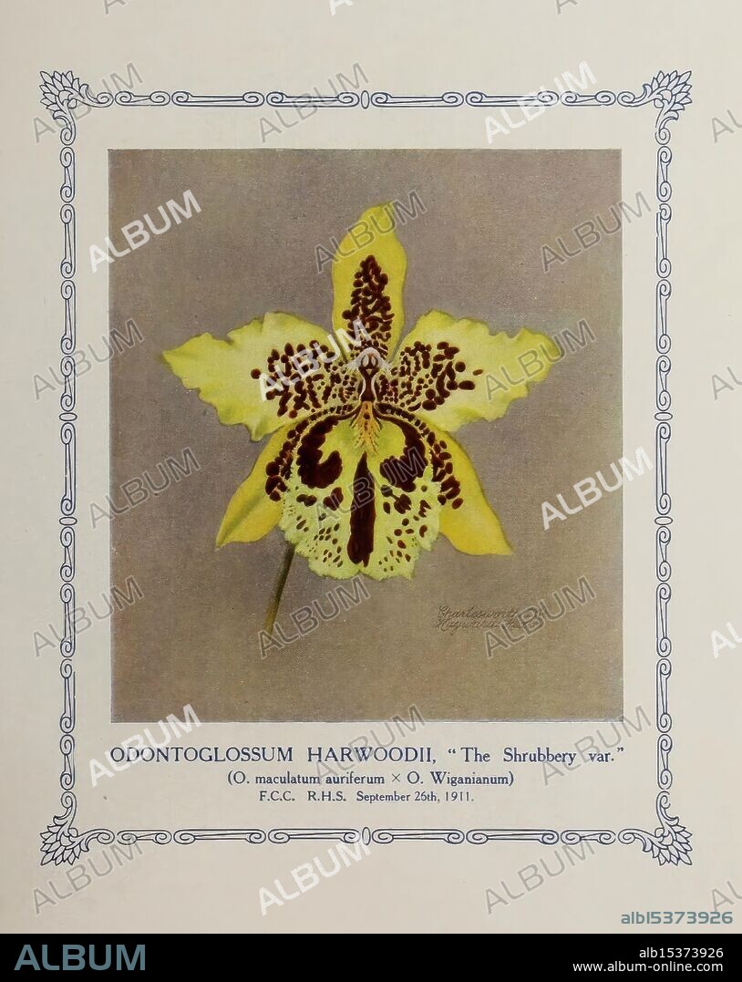 The Orchid World Haywards Heath, Sussex Alabaster, Passmore & Sons, Ltd, printers 1911-16 orchids periodicals Odontoglossum harwoodii, The caption features a beautifully illustrated orchid, specifically the Odontoglossum Harwoodii, known as 'The Shrubbery var.' The intricate details of the flower highlight its striking characteristics, including vibrant yellow petals adorned with rich, maroon spots and markings. The flower's thin, elongated shape is complemented by delicate sepals that gracefully extend outward. This exquisite depiction, dated September 25th, 1911, showcases the botanical beauty and complexity of this specific orchid variety, emphasizing its unique features and elegant form. An ornamental border surrounds the illustration, enhancing its aesthetic appeal and drawing attention to the intricate artistry of botanical illustrations.