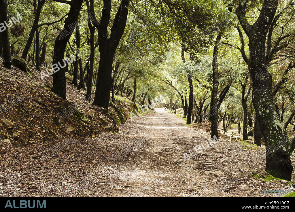 Encinar de la finca publica de Son Moragues, Valldemossa, Mallorca, Islas Baleares, Spain.
