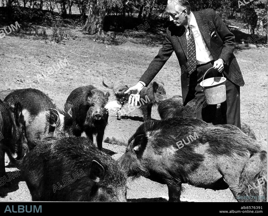 Simontorp 1974-05-10. Gad Rausing med vildsvin på sin vildsvinsfarm, vildsvinsodling i Simontorp. Foto Lennart Peters / Sydsvenskan / SCANPIX. **OUT Kvällsposten, Skånska Dagbladet, Metro Skåne**. ***BETALBILD***.