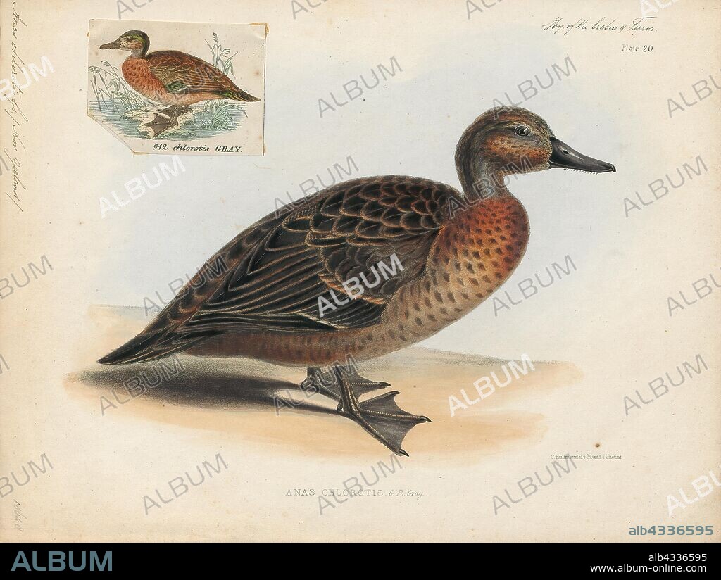 Anas chlorotis, Print, The brown teal (Anas chlorotis) is a species of dabbling duck of the genus Anas native to New Zealand. The Maori name for it is pateke. For many years it had been considered to be conspecific with the flightless Auckland and Campbell teals in Anas aucklandica; the name "brown teal" has also been largely applied to that entire taxon. Common in the early years of European colonisation, the "brown duck" (as it had been often referred to) was heavily harvested as a food source. Its numbers quickly fell, especially in the South Island, and in 1921 they became fully protected. Captive breeding and releasing into predator-controlled areas has seen good localised populations re-introduced around the country in recent years., 1845-1848.