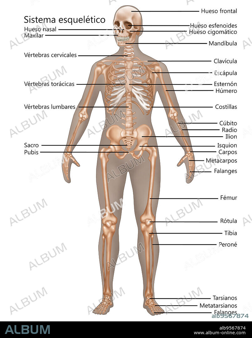 Illustration of the skeletal system in the female anatomy.