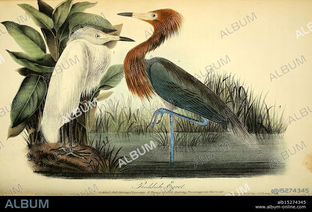 The birds of America, New York, J.B. Chevalier, 1840-1844, birds, North America, John James Audubon, pictorial works, Egretta rufescens, A striking illustration featuring two elegant herons facing each other, perched amidst delicate foliage. The first heron, adorned with a vivid chestnut plumage and long, graceful neck, displays intricate detailing in its feathers. The second heron presents a stark contrast, exhibiting pristine white feathers and poised posture. Both birds are set against a softly rendered background, emphasizing their beauty and highlighting the fine lines and textures in their feathers. The natural setting also includes lush green leaves, creating a harmonious composition that captures the essence of avian grace and the intricacies of nature.