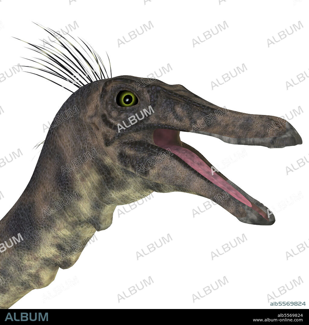 Gallimimus dinosaur head. Gallimimus was a omnivorous theropod dinosaur that lived in Mongolia during the Cretaceous Period.