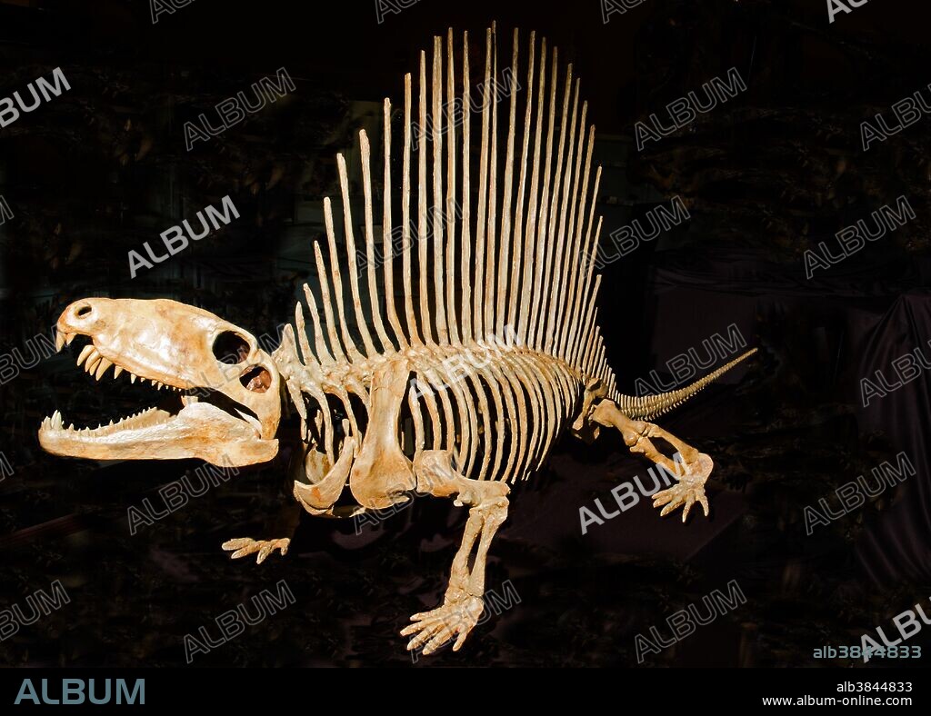 Dimetrodon Skeleton