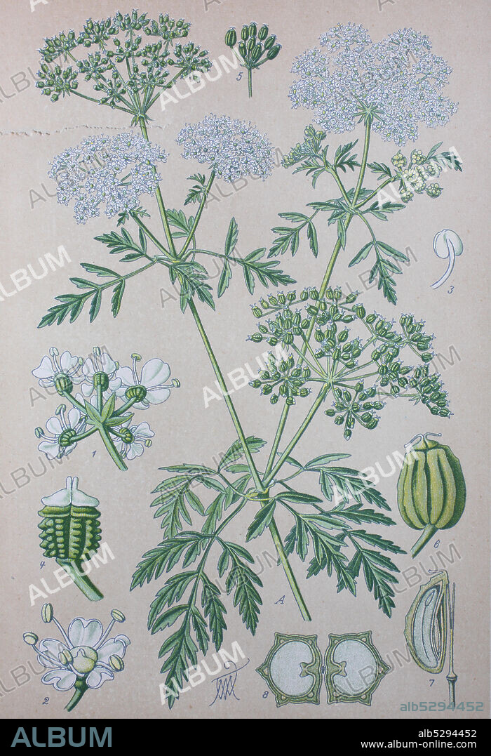 Digital improved high quality reproduction: Conium maculatum, the hemlock or poison hemlock, is a highly poisonous biennial herbaceous flowering plant in the carrot family Apiaceae  /  Gefleckte Schierling, Pflanzenart aus der Familie der Doldenblütler.