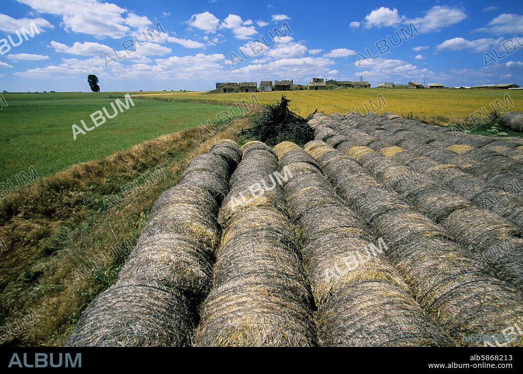 paisaje mesetario cerca de Villasandino; rollos de paja (53).