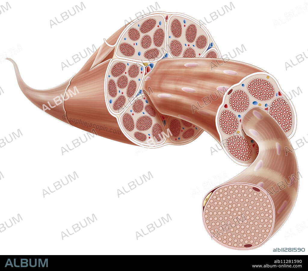 All uses except for Canadian college and university publishing - Muscle structure, skeletal muscle, muscle bundle and fiber. The muscle is attached to the bone by the tendon. It is covered by the deep fascia. Several muscle bundles make up muscle. A first membrane called epimysium covers these bundles. But each bundle is also covered by a membrane called the perimysium. They are also made up of a number of muscle fibers covered with endomysium. Myofibrins are the last units of muscle structure. They are not isolated in this drawing. But they are represented by the pinkish beige dots on the section of the muscle fiber.