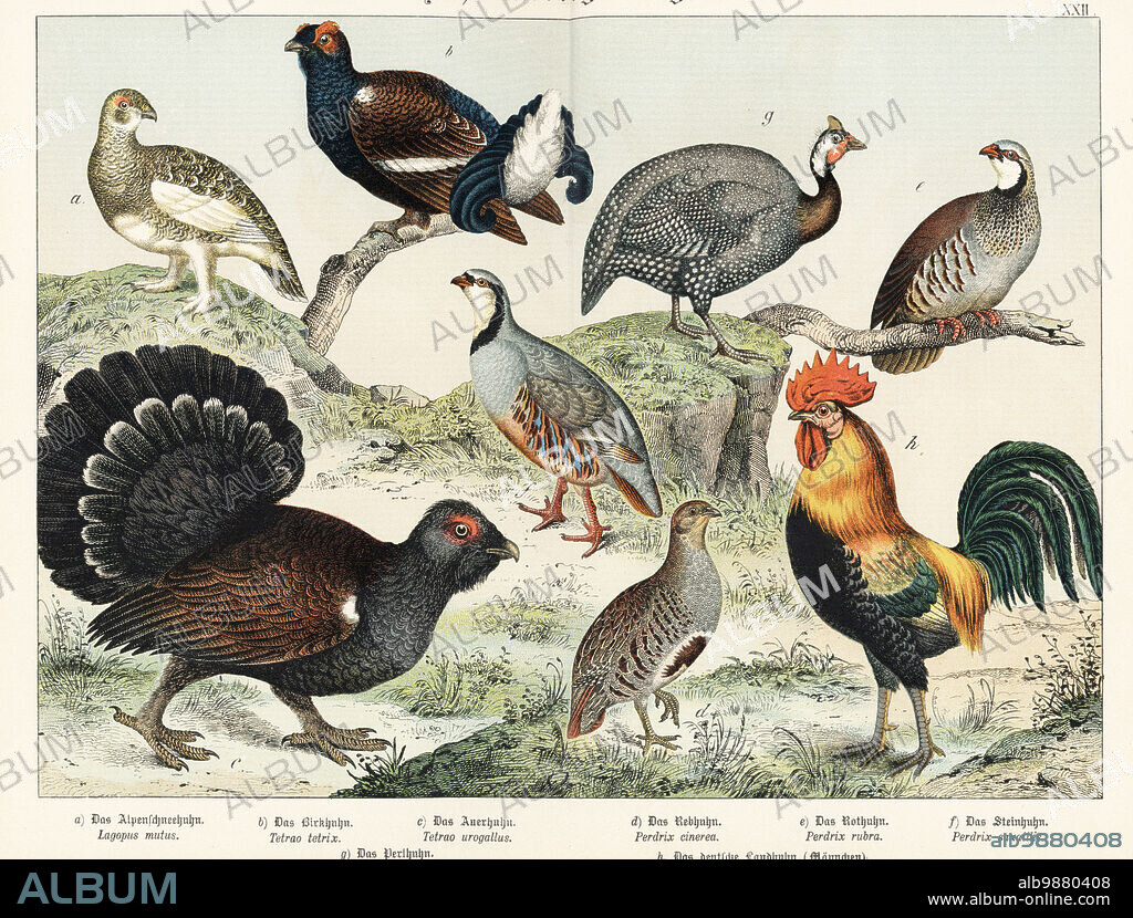 Rock ptarmigan, Lagopus muta a, black grouse, Lyrurus tetrix b, western capercaillie, Tetrao urogallus c, grey partridge, Perdix perdix d, red-legged partridge, Alectoris rufa e, rock partridge, Alectoris graeca f, helmeted guineafowl, Numida meleagris g, and chicken or rooster, Gallus domesticus h. Chromolithograph from Gotthilf Heinrich von Schubert's Natural History of the Animal Realms (Naturgeschichte des Tierreichs), Schreiber, Munich, 1886.