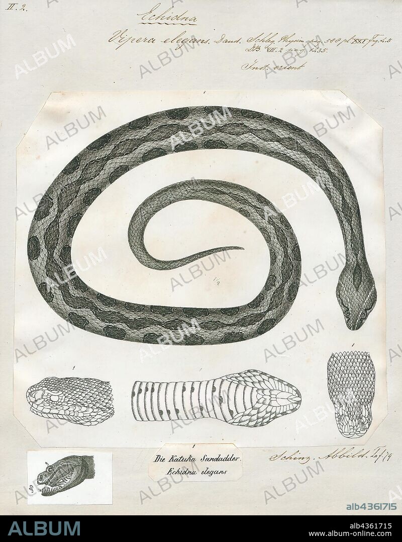 Vipera elegans, Print, Russell's viper (Daboia russelii) is a species of venomous snake in the family Viperidae of venomous Old World vipers. It is found in Asia throughout the Indian subcontinent, much of Southeast Asia, southern China and Taiwan. The species is named for Patrick Russell (1726–1805), a Scottish herpetologist who first described many of India's snakes, and the name of the genus is from the Urdu word meaning "that lies hid.