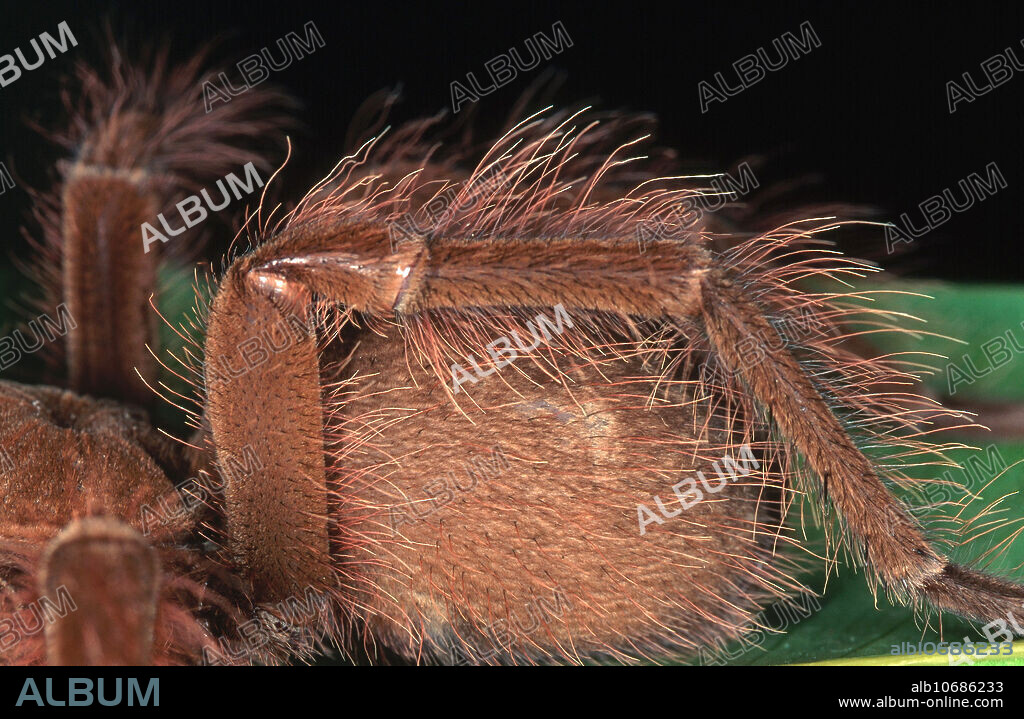 Close-up of the abdomen of a juvenile goliath bird-eating spider (Theraphosa leblondi), showing the abdominal hairs.