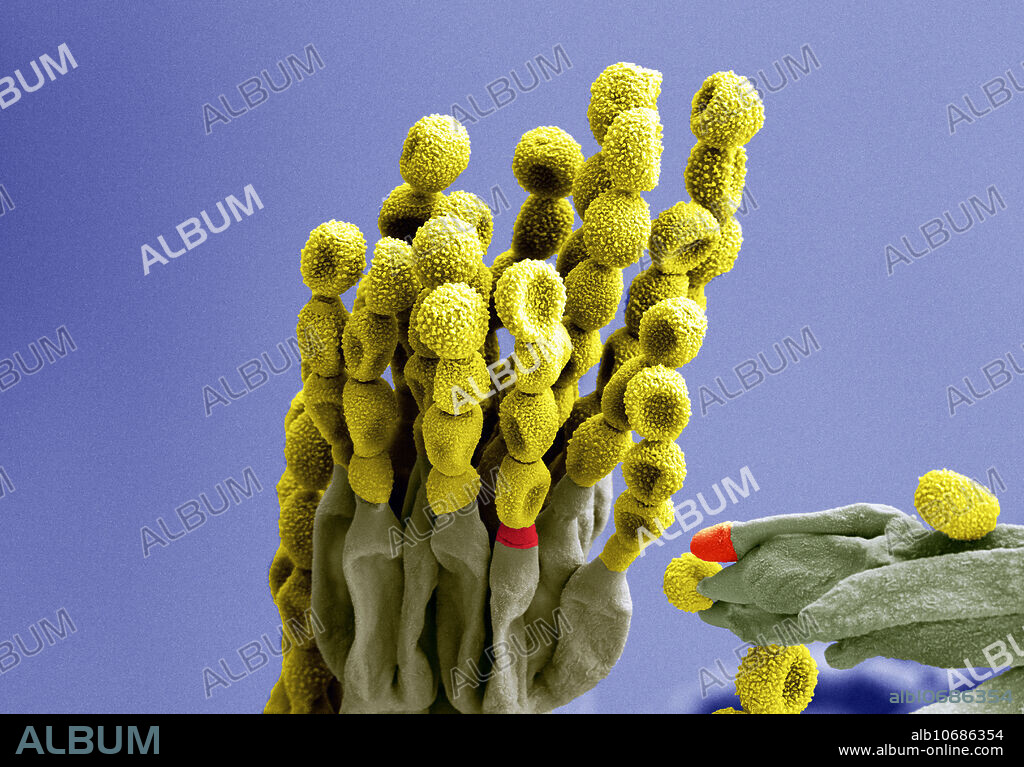 Scanning electron micrograph (SEM) of Penicillium chrysogenum, a species of fungus in the family Trichocomaceae. It is common in temperate and subtropical regions and can be found on salted food products, but it is mostly found in indoor environments, especially in damp or water-damaged buildings. It was previously known as Penicillium notatum. It has rarely been reported as a cause of human disease. It is the source of several ilactam antibiotics, most significantly penicillin. Magnification is 1800x.