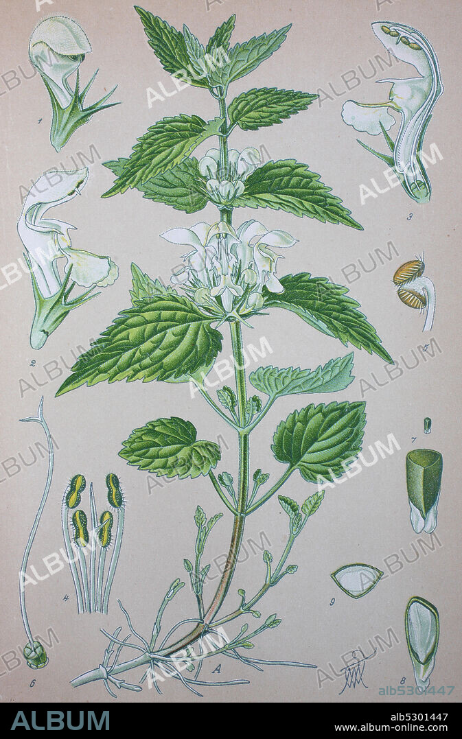 Lamium album, commonly, white nettle, white dead-nettle, family Lamiaceae  /  Weiße Taubnessel, Pflanzenart, die zur Familie der Lippenblütengewächse, Digital improved reproduction of an original print from the 19th century / digitale Reproduktion von einer Originalvorlage aus dem 19. Jahrhundert.