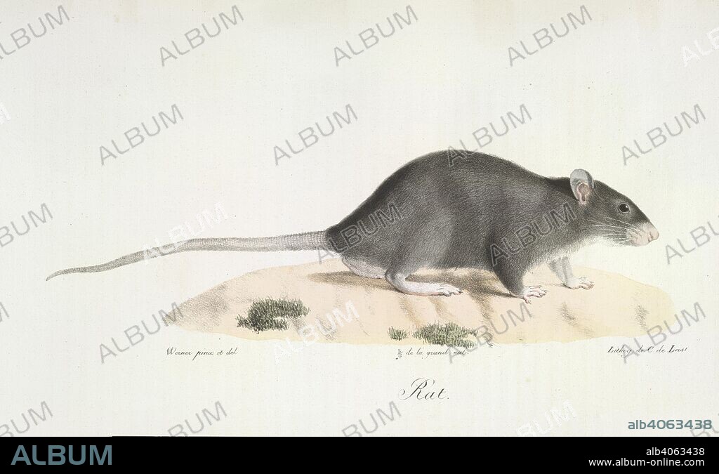 WERNER, Ã‰TIENNE GEOFFROY SAINT-HILAIRE und C DE LAST. Rat. Histoire Naturelle des MammifÃ©res, avec des figure. Paris, 1824-57. Source: 1257.l.1-4 volume 2,. Language: French.
