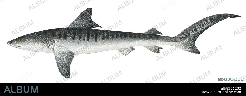 Tiger shark.