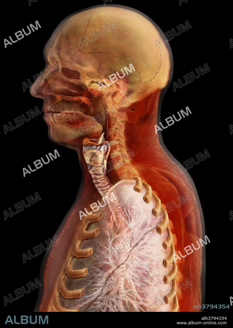Midsagittal view of the upper respiratory tract, paranasal sinuses and oral cavity. When air is inhaled into the lungs, it flows through large tubes called bronchi, then branches into smaller tubes known as bronchioles, and ends up in the alveoli, small pouches in the respiratory system where oxygen is transferred from the air to the bloodstream.