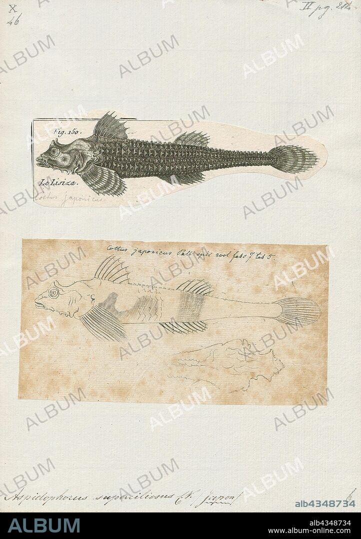 Agonus stegophthalmus, Print, The dragon poacher (Percis japonica) is a fish in the family Agonidae (poachers). It was described by Peter Simon Pallas in 1769, originally under the genus Cottus. It is a marine, deep water-dwelling fish which is known from the northern Pacific Ocean, including the Sea of Japan (from which its species epithet is derived), the Sea of Okhotsk, and the Bering Sea. It dwells at a depth range of 19 to 750 metres (62 to 2, 461 ft), and inhabits gravel, sand and mud sediments. Males can reach a maximum total length of 42 centimetres (17 in)., 1700-1880.