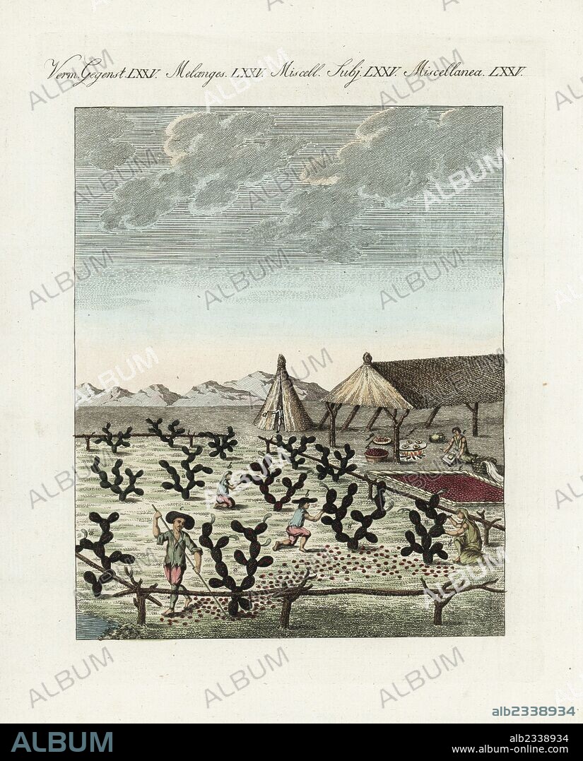 Farmers harvesting cochineal beetles, Dactylopius coccus, from Opuntia cochenillifera cactus and roasting and drying the insects to prepare carmine dye, Mexico, circa 1800. Handcoloured copperplate engraving from Bertuch's "Bilderbuch fur Kinder" (Picture Book for Children), Weimar, 1807. Friedrich Johann Bertuch (1747-1822) was a German publisher and man of arts most famous for his 12-volume encyclopedia for children illustrated with 1,200 engraved plates on natural history, science, costume, mythology, etc., published from 1790-1830.