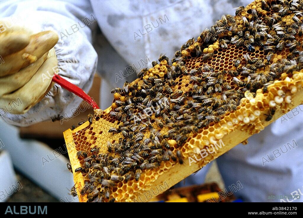 A single honeycomb tray with bees and honey-filled cells. Bees are under threat from Colony Collapse Disorder (CCD), a phenomenon in which bees from a beehive or colony abruptly disappear. CCD is characterized by the sudden loss of a colony's worker bee population with very few dead bees found near the colony. The queen and brood (young) remain, and the colony has relatively abundant honey and pollen reserves. But a hive cannot sustain itself without worker bees, and it would eventually die. Scientists are still uncertain of the exact cause or causes, but a recent study implicates the widely-used pesticide imidacloprid.