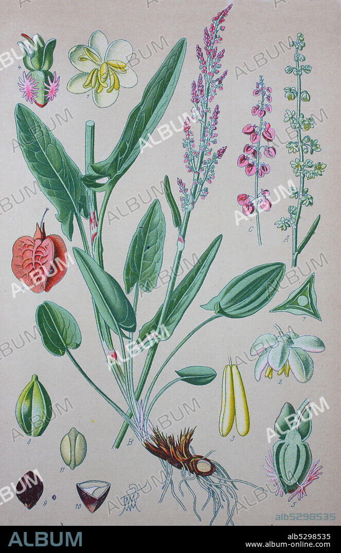 Common sorrel or garden sorrel, Rumex acetosa, family Polygonaceae  /  Wiesen-Sauerampfer, Rumex acetosa, Großer Sauerampfer, Sauerampfer, Familie der Knöterichgewächse, Digital improved reproduction of an original print from the 19th century / digitale Reproduktion von einer Originalvorlage aus dem 19. Jahrhundert.