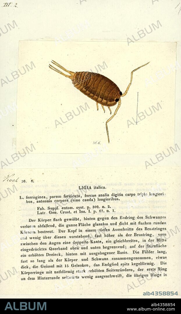 Ligia italica, Print, Ligia is a genus of isopods, commonly known as rock lice or sea slaters. Most Ligia species live in tidal zone cliffs and rocky beaches, but there are several fully terrestrial species in high humidity environments.