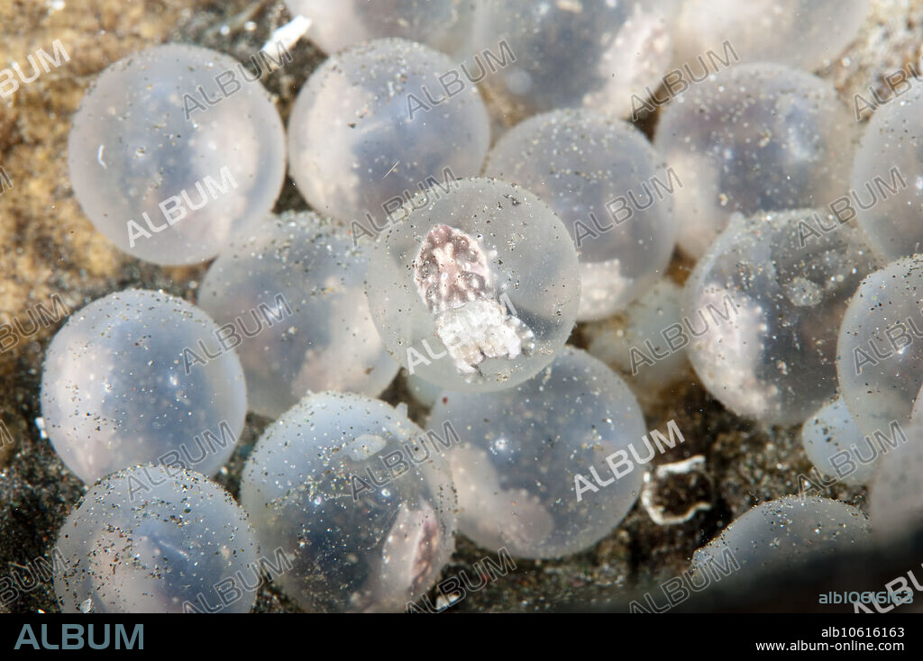 Eggs of the Flamboyant Cuttlefish, Metasepia pfefferi, Indonesia.
