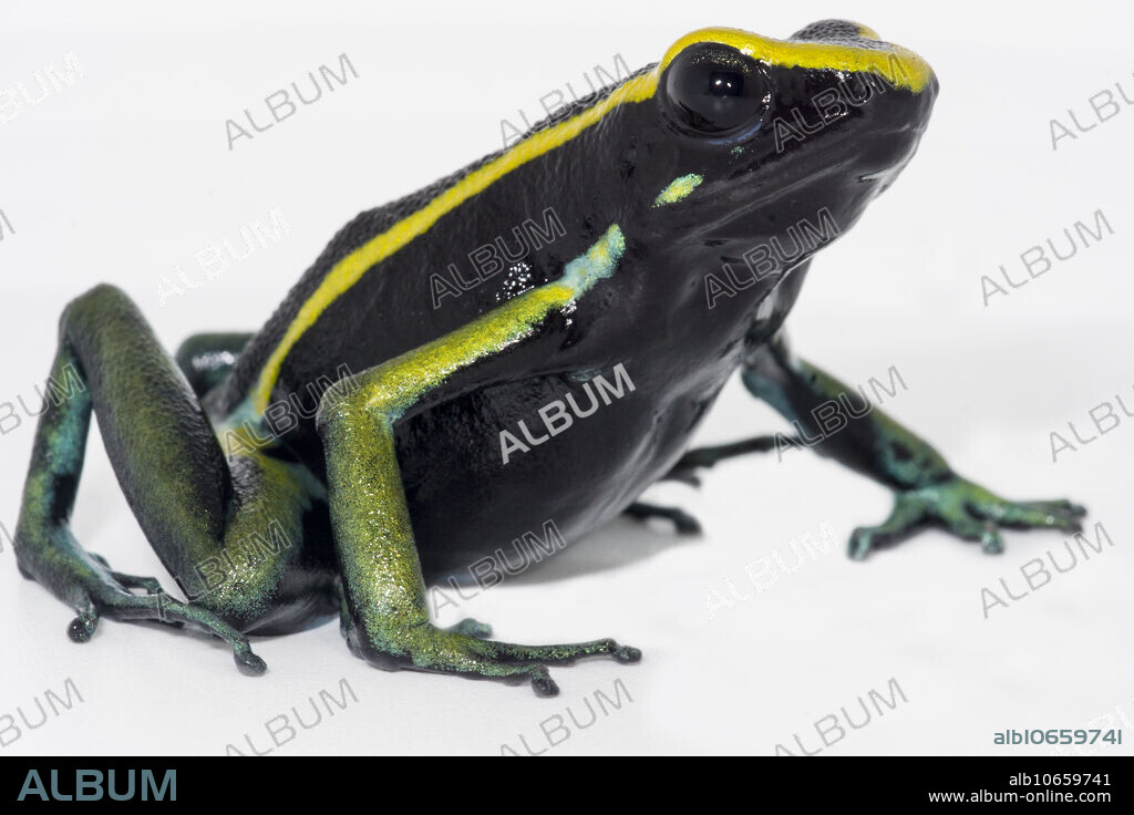 Frogs of the family Dendrobatidae have been given a number of common names. Poison Arrow Frogs and Poison Dart Frogs are probably the two most commonly recognized names for the group as a whole. Only three of the over 160 species of these frogs were ever used to poison darts and none were used to poison arrows, so both of these common names are not very representative of the entire family. Poison Frogs seems to be the common name that has stuck. There are over 200 toxic compounds that have been identified from the skin of these frogs and many of them hold medical potential for use with humans. Investigations of these skin toxins for human applications have included their use as potential painkillers, treatments for diabetes and heart disease, and for use as antibiotics against antibiotic resistant bacteria. After what can be a long and intricate courtship, frogs of the family Dendrobatidae deposit eggs terrestrially. One or both of the parents attend and defend the developing clutch.