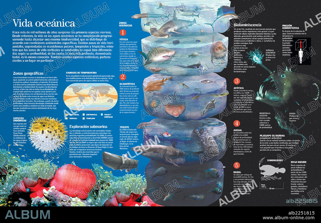Vida oceánica. Infografía de las especies que habitan en los océanos dependiendo del clima, la temperatura y factores como el cambio climático.