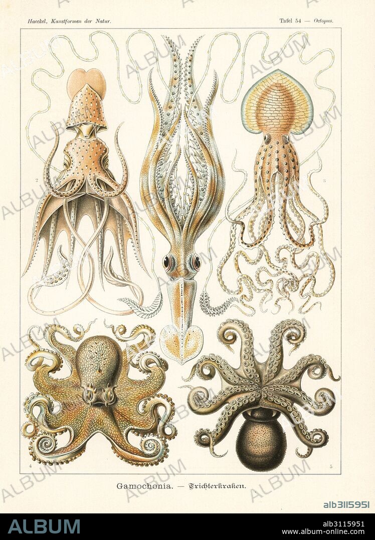 Gamochonia octopi and squid: long-armed squid, Chiroteuthis veranii, umbrella squid, Histioteuthis bonnellii, Pinnoctopus cordiformis, common octopus, Octopus vulgaris, and Amphioctopus granulatus. Chromolithograph by Adolf Glitsch from an illustration by Ernst Haeckel from Art Forms in Nature, Kunstformen der Natur, Liepzig, Germany, 1904.