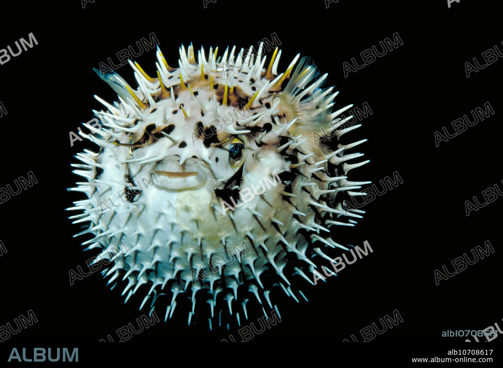 Inflated pufferfish (Diodon holocanthus). The pufferfish, or porcupinefish, inflates itself when threatened by gulping in water. This dramatically increases its size, and causes the spines on its skin, which usually lie flat, to stick out. This appearance deters predators. This pufferfish inhabits tropical coastal waters in the Atlantic, including the Caribbean Sea, and Pacific Oceans. It is mainly nocturnal, emerging at night to hunt crabs, shellfish and sea urchins, which it breaks up with its powerful beak-like mouth. It may reach a length of up to 50 centimetres.