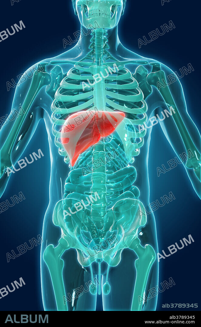 A 3D illustration of the abdominal organs seen within a model of the human skeleton, with the liver, gallbladder and biliary system highlighted red.