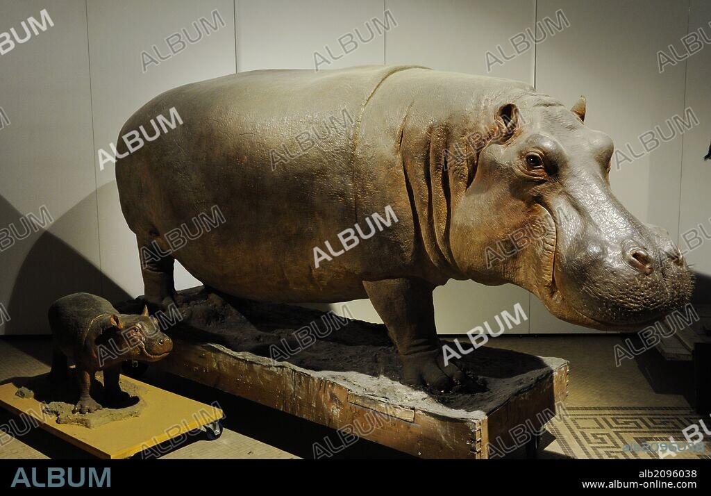 Taxidermia. Hipopótamo disecado. Museum fur Naturkunde (Museo de Historia Natural). Berlín. Alemania. Europa.
