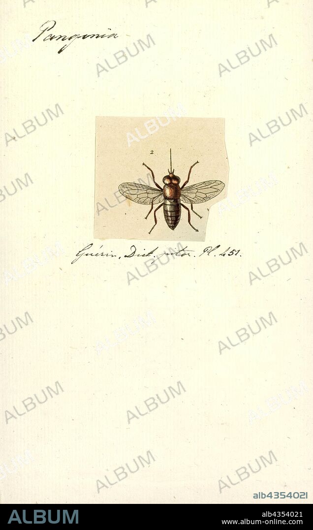 Pangonia, Print, Pangonius is a genus within the horse-fly family (Tabanidae), often misspelled as Pangonia; Latreille originally published the name as Pangonius in 1802, emending it in 1804 to Pangonia, but the emendation is not valid under the International Code of Zoological Nomenclature. Some species that were earlier placed in this genus are now in the genus Philoliche.