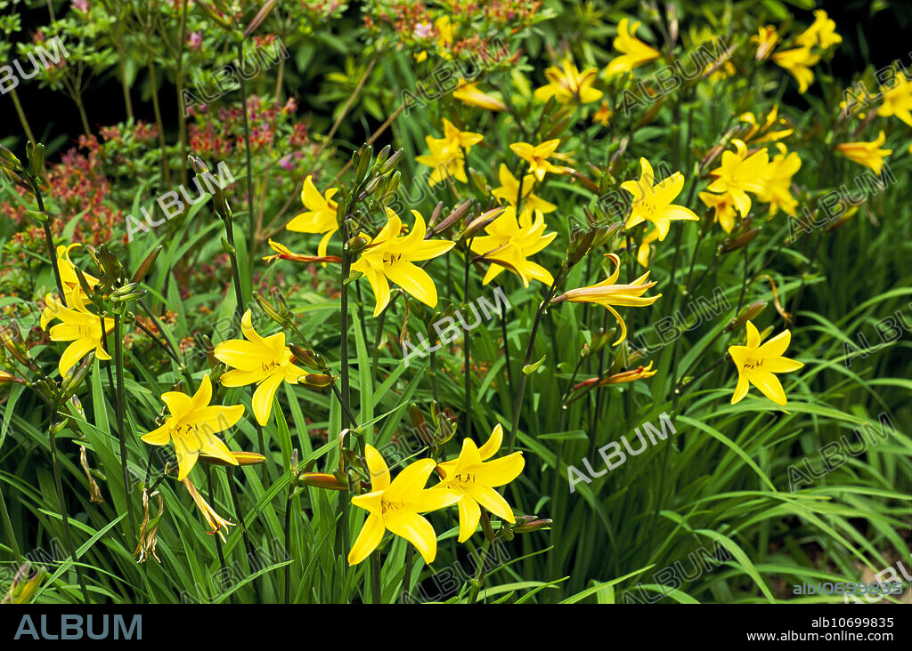 Madonna lily (Lilium candidum).