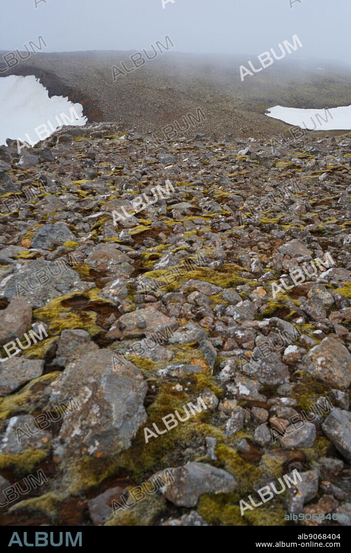 Samples of moss and algae on volcanic rock, Iceland. Dated 21st Century.