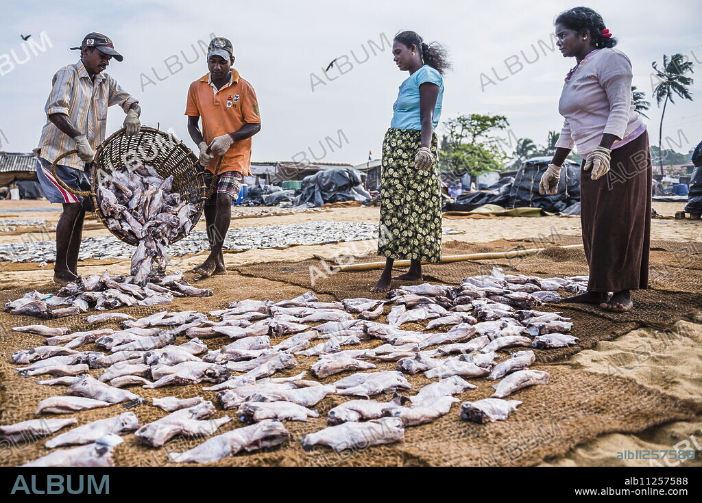 Workers in Negombo fish market (Lellama fish market), Negombo, West Coast, Sri Lanka, Asia.