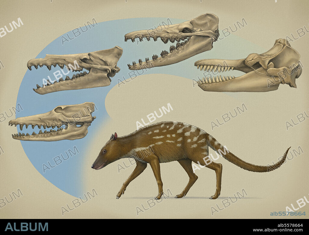 Indohyus and the transition of cetaceans from land to sea. Skulls belong to Pakicetus, Maiacetus, Dorudon, and a modern Orcinus orca.