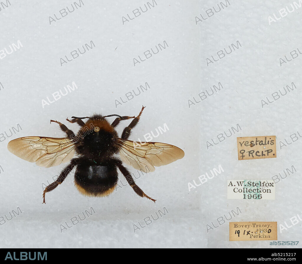 Bovey-Tracey, Devon, England, United Kingdom, Bombus (Psithyrus) vestalis (Geoffroy), Animalia, Arthropoda, Insecta, Hymenoptera, Apidae, Apinae.