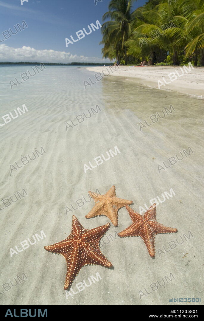 Starfish Beach, Bocas Del Drago, Isla Colon, Bocas Del Toro, Panama, Central America.