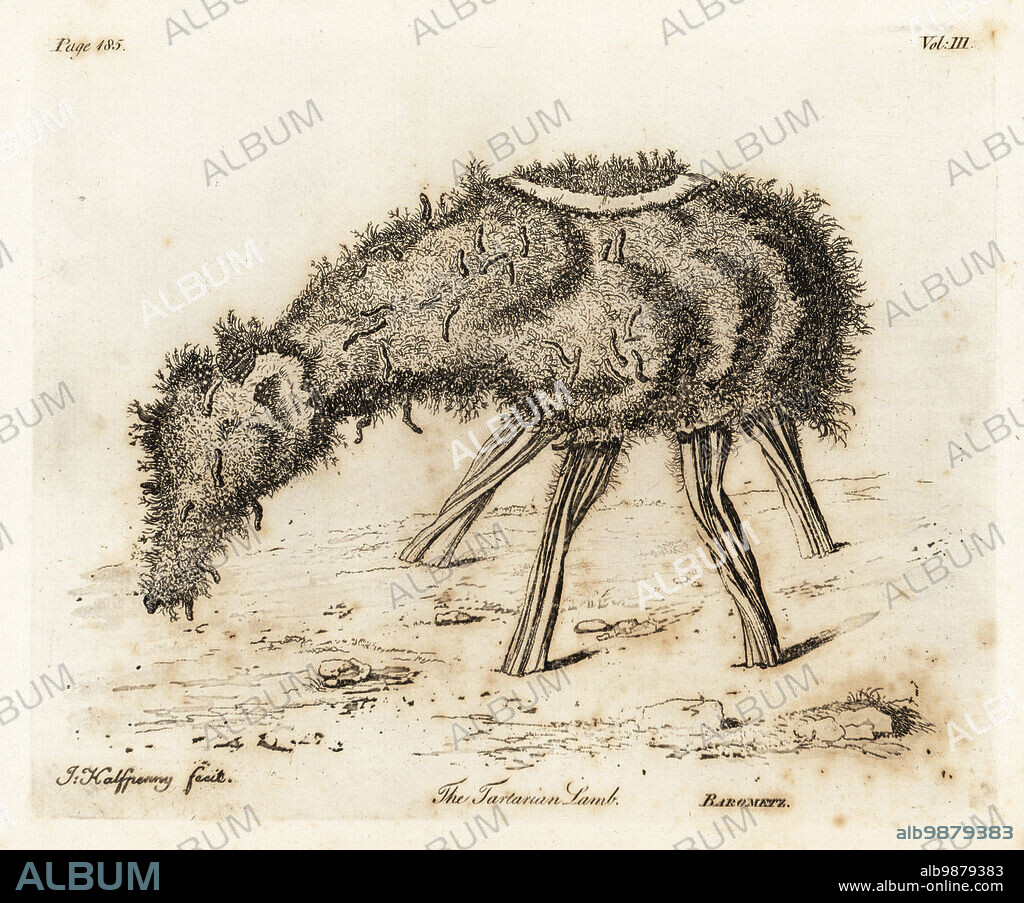 The Vegetable Lamb of Tartary, Agnus scythicus or Planta Tartarica Barometz, legendary zoophyte. The Tartarian Lamb. Copperplate engraving drawn and engraved by Joseph Halfpenny from John Evelyns Sylva, or A Discourse of Forest Trees and the Propagation of Timer, J. Dodsley, London, 1776.